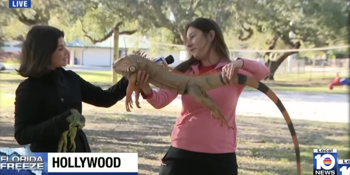 Screenshot-2026-02-02-at-10.29.50.jpg - StiriAlese