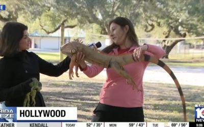 Screenshot-2026-02-02-at-10.29.50.jpg - StiriAlese