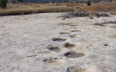 Screenshot-972.jpg - StiriAlese