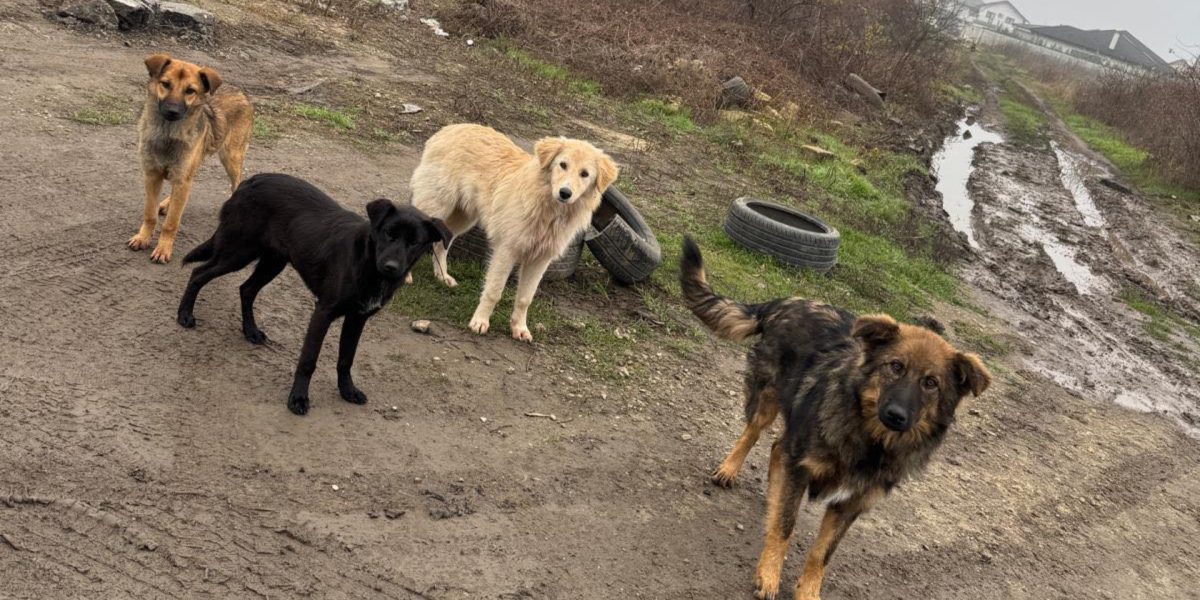 Sterilizare-caini-Ilfov.jpg - StiriAlese