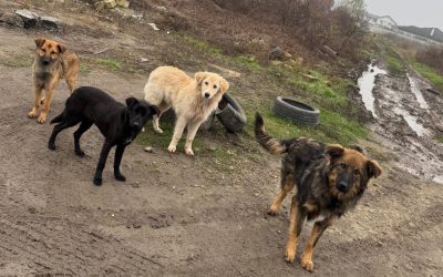 Sterilizare-caini-Ilfov.jpg - StiriAlese