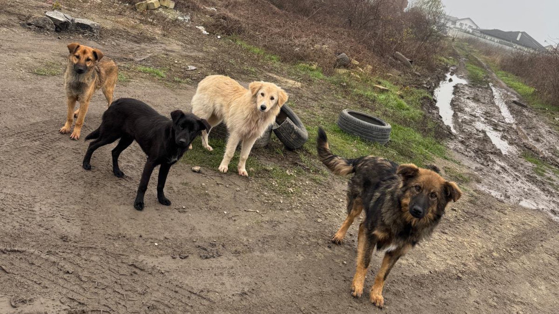 Campanie intensificată de sterilizare și microcipare în Ilfov, în contextul creșterii numărului de maidanezi Autoritățile din județul Ilfov relevă o nouă etapă a campaniei de sterilizare și microcipare gratuite pentru câini, continuând astfel eforturile de gestionare a populației canine