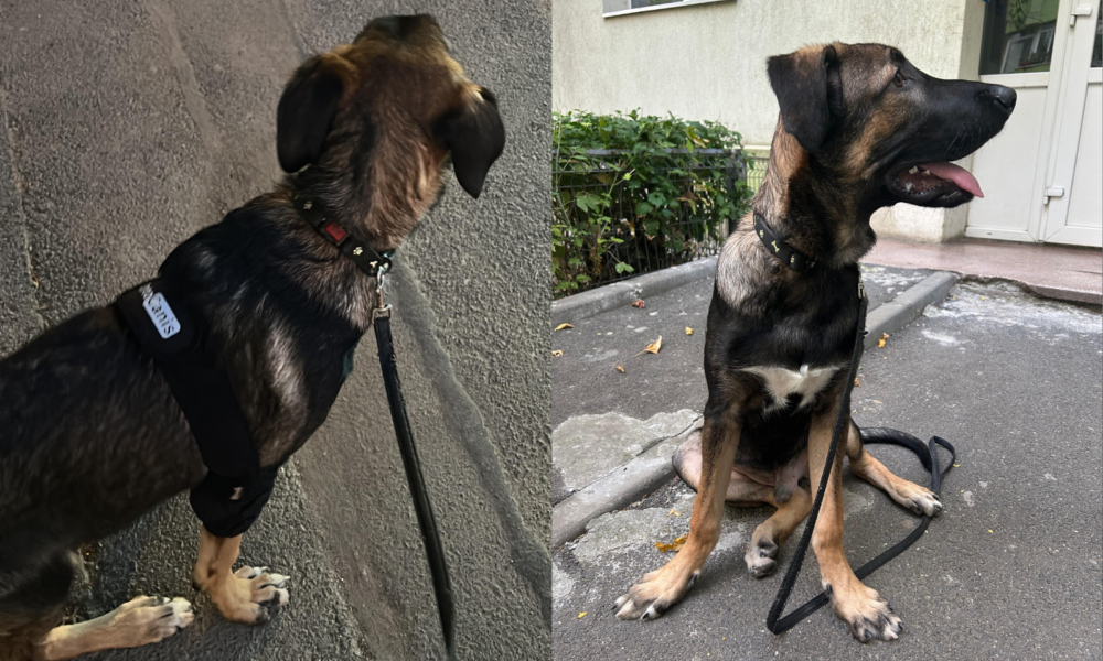 Untitled-design-37-1000x666.png - StiriAlese