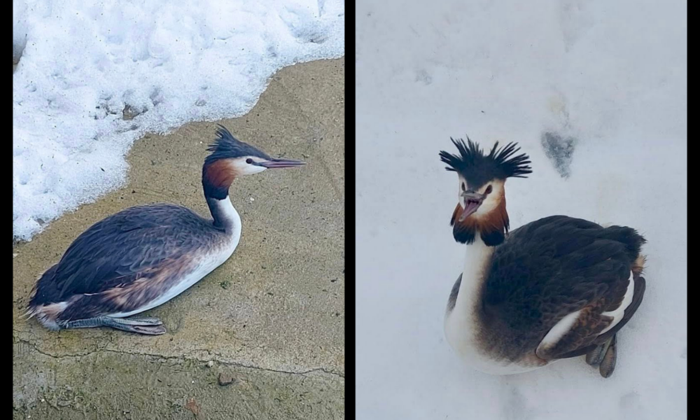 Salvarea unei păsări rare în inima Bucureștiului: corcodelul mare readus în siguranță după ce a fost găsit captiv pe zăpadă O întâmplare neașteptată a adus în prim-plan problemele legate de conservarea biodiversității în Micul Paris