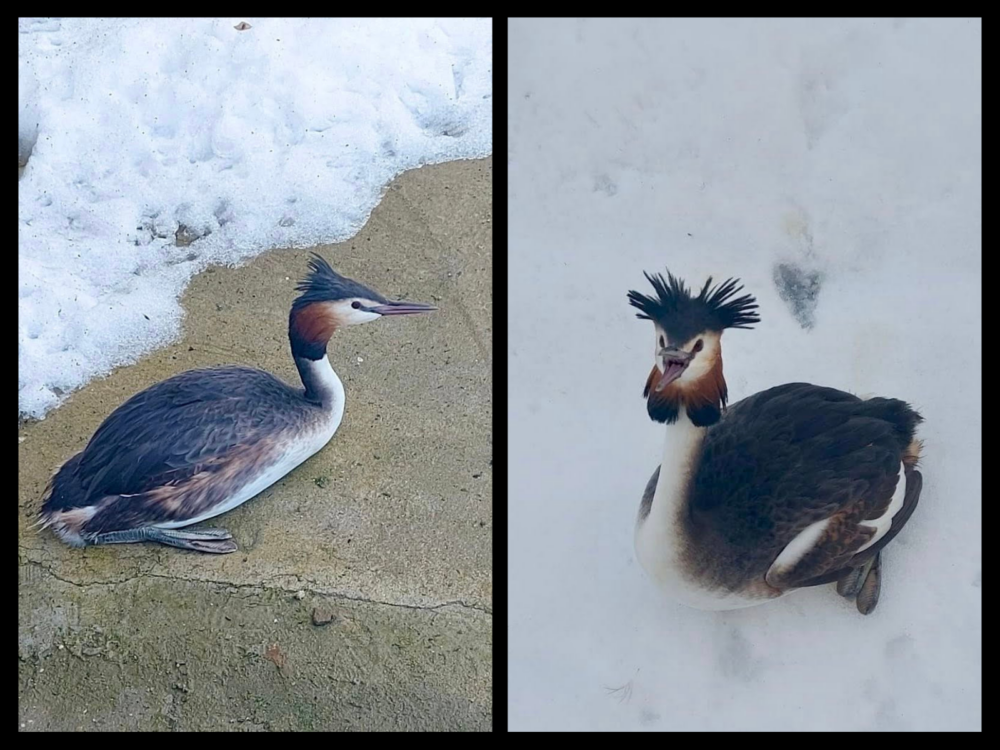 Salvarea unei păsări rare în inima Bucureștiului: corcodelul mare readus în siguranță după ce a fost găsit captiv pe zăpadă O întâmplare neașteptată a adus în prim-plan problemele legate de conservarea biodiversității în Micul Paris