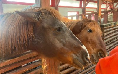 WhatsApp-Image-2024-03-29-at-1.21.34-PM-1536x1152-1.jpeg - StiriAlese