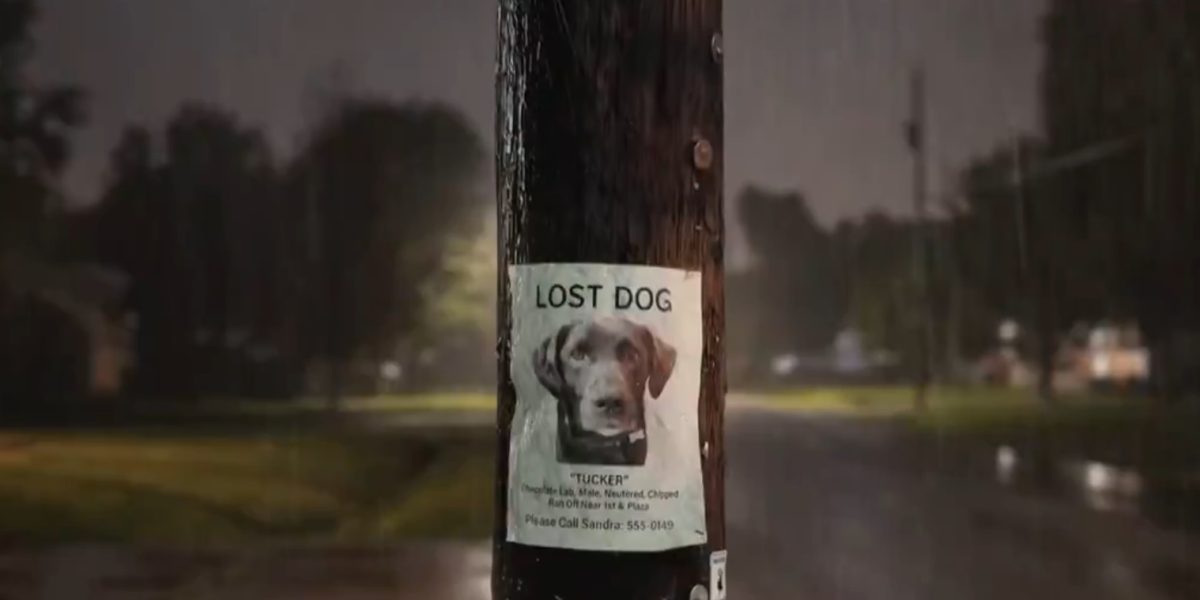 amazon-ring-tehnologie-monitorizare-animale-disparute.jpg - StiriAlese