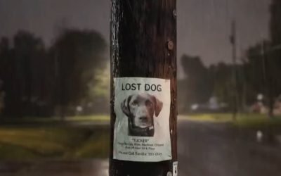 De la animale pierdute la supraveghere în masă: riscurile ascunse