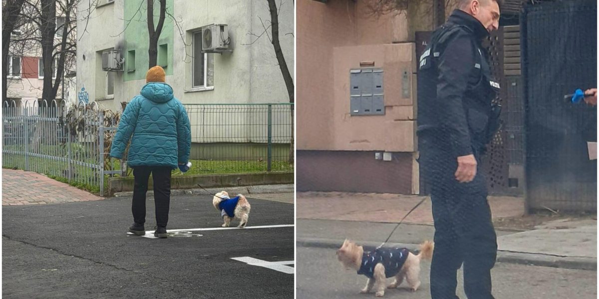 amenzi-bucuresteni-care-nu-strang-dupa-cainii-lor.jpg - StiriAlese
