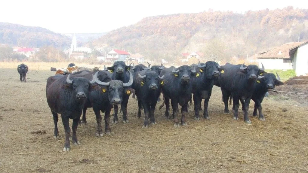 Bivolii, o rază de speranță pentru agricultura tradițională în România De secole, bivolii au fost parte integrantă din peisajul agricol românesc, fiind prezenți atât în gospodăriile țărănești, cât și în fermele mari