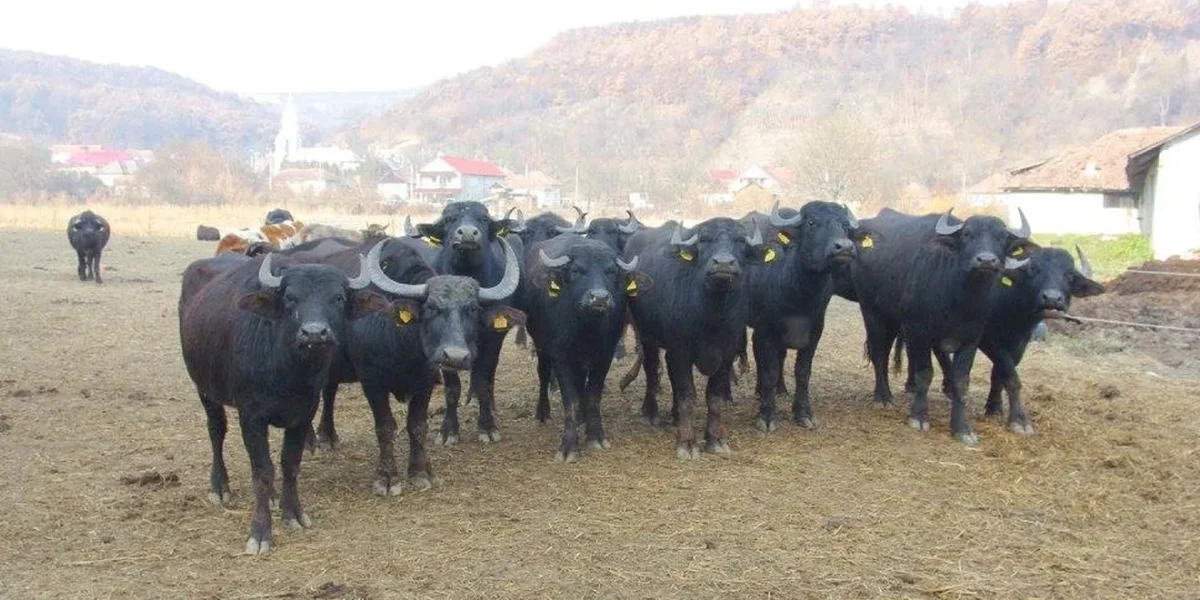 Bivolii, o rază de speranță pentru agricultura tradițională în România De secole, bivolii au fost parte integrantă din peisajul agricol românesc, fiind prezenți atât în gospodăriile țărănești, cât și în fermele mari