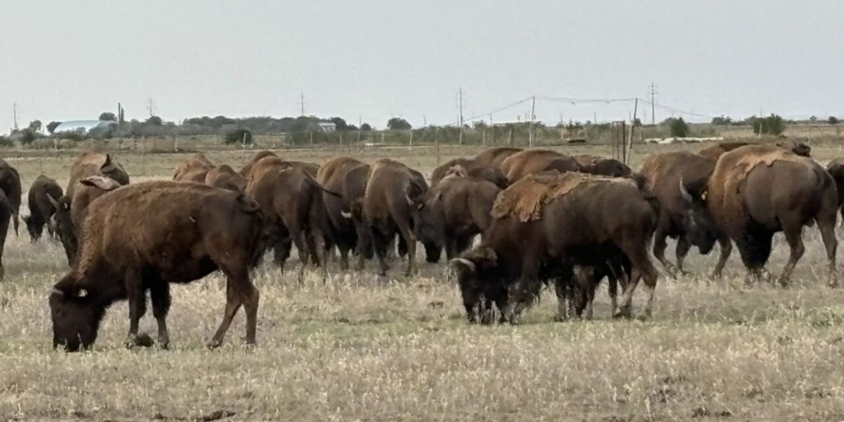 bizoni.jpg - StiriAlese