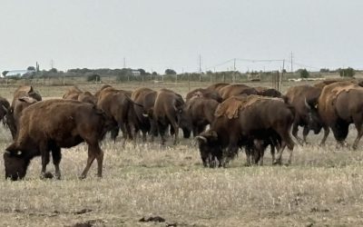 bizoni.jpg - StiriAlese