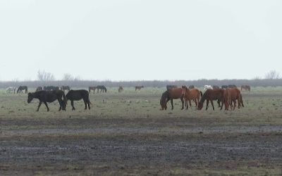 cai-letea-1.png - StiriAlese