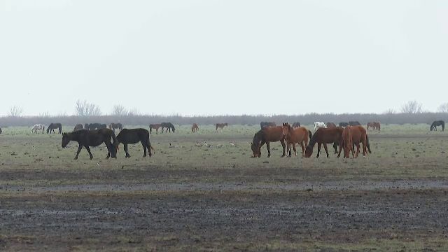 cai-letea-1.png - StiriAlese