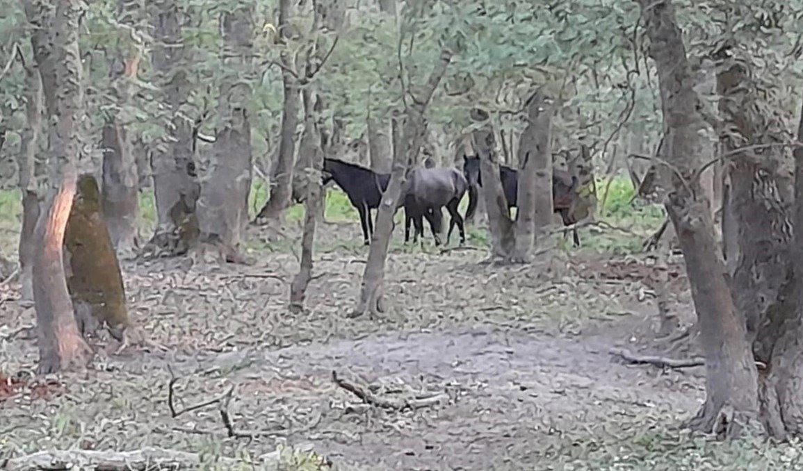 O mâhnire neașteptată într-un colț izolat al Deltei Dunării a devenit subiectul unei acțiuni de salvare care a necesitat intervenția rapidă a autorităților și voluntarilor specializați