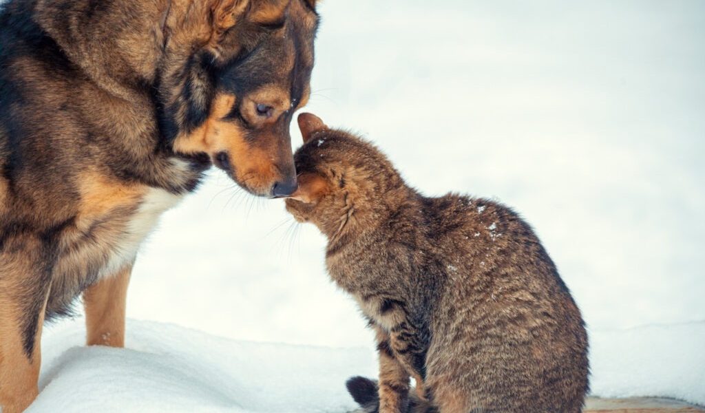 caine-pisica-frig-iarna-zapada.jpg - StiriAlese