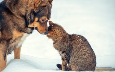 caine-pisica-frig-iarna-zapada.jpg - StiriAlese