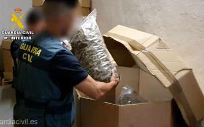 canabissp.jpg - StiriAlese