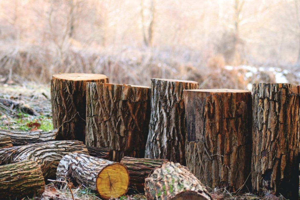 Tăieri ilegale de arbori într-o arie protejată din Brașov – o atenționare pentru autorități și comunitate Inspectorii Gărzii Forestiere au demascat recent o serie de activități ilegale de defrișare într-o zonă protejată din județul Brașov, scoțând la lumină un fenomen care nu mai poate fi trecut cu vederea