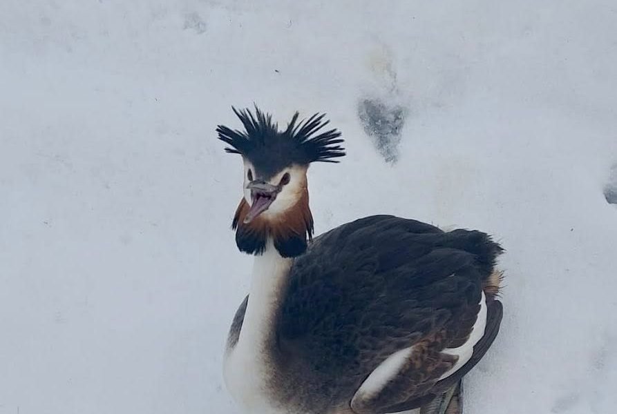 Un corcodel mare, specia protejată Podiceps cristatus, a fost salvat din pericolul de a îngheța în zăpadă la București, într-un incident rar și admirabil provenit dintr-o combinație neașteptată de natură și intervenție umană