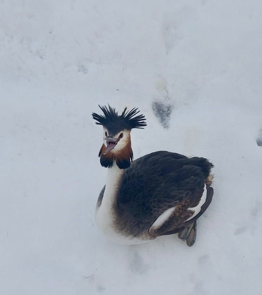 Un corcodel mare, specia protejată Podiceps cristatus, a fost salvat din pericolul de a îngheța în zăpadă la București, într-un incident rar și admirabil provenit dintr-o combinație neașteptată de natură și intervenție umană