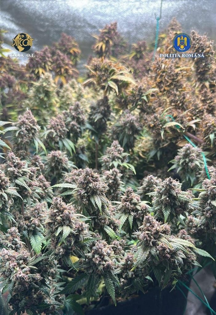 Guvernul României urmează să aprobe în ședința de joi un proiect de lege menit să modifice și să completeze cadrul legislativ legat de regimul plantelor, substanțelor și preparatelor stupefiante și psihotrope