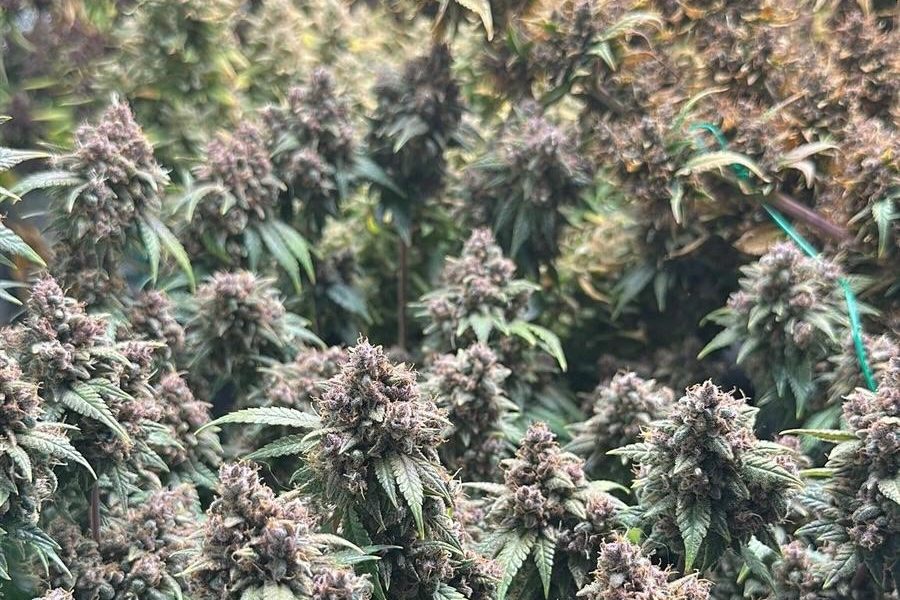 cultura-canabis3.jpeg - StiriAlese