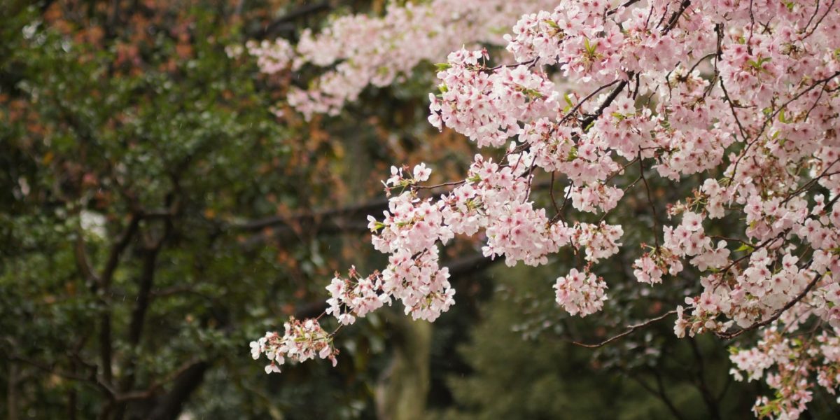 don-kawahigashi-0-0nQxBHJ84-unsplash.jpg - StiriAlese