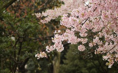 don-kawahigashi-0-0nQxBHJ84-unsplash.jpg - StiriAlese