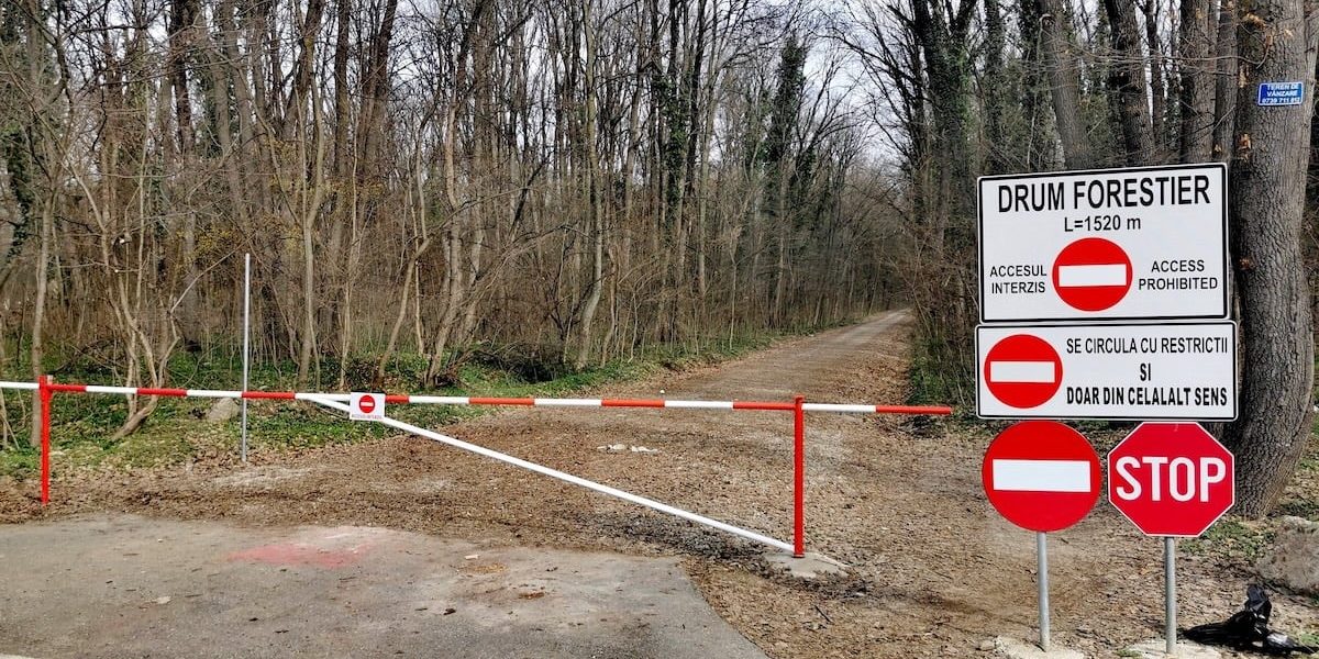 drum-forestier-auto-Padurea-Baneasa.jpg - StiriAlese