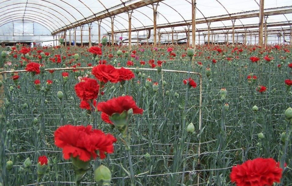 România devine un jucător important pe piața internațională a florilor în perioada premergătoare Zilei Îndrăgostiților, în condițiile în care exporturile de flori au crescut semnificativ în ultimii ani