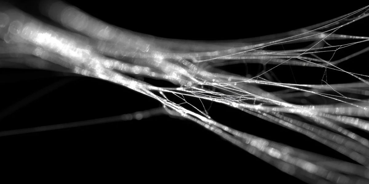 matase-paianjen.png - StiriAlese