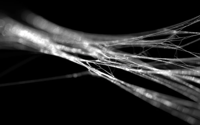 matase-paianjen.png - StiriAlese