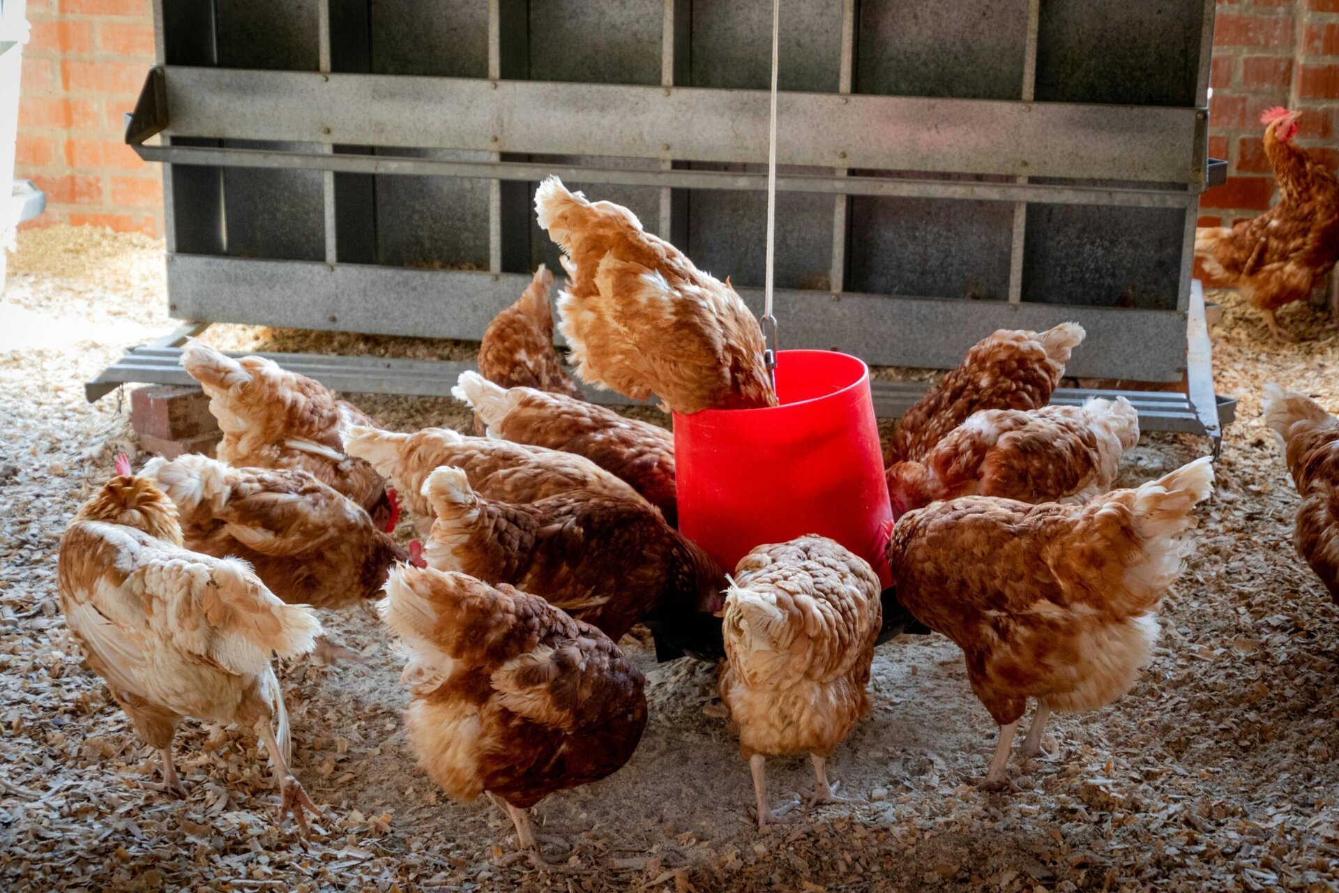 Gripa aviară de tip H5N1, o boală extrem de periculoasă pentru păsări, a fost confirmată recent la lebedele de pe râul Dâmbovița, în apropierea comunei Glina, Ilfov