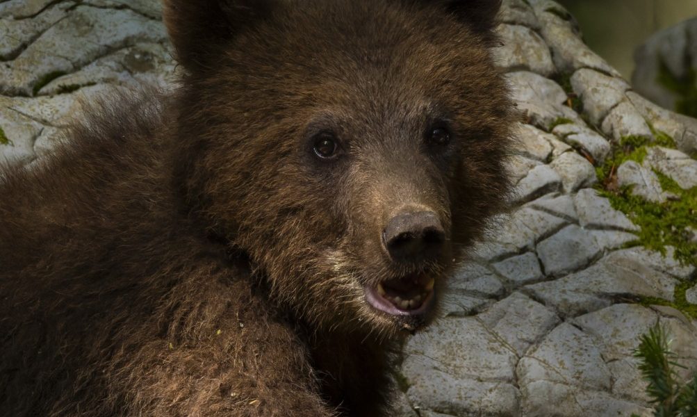 profimedia-0895160968.jpg - StiriAlese