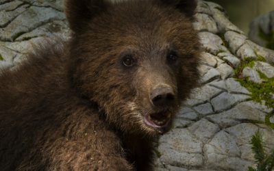 profimedia-0895160968.jpg - StiriAlese