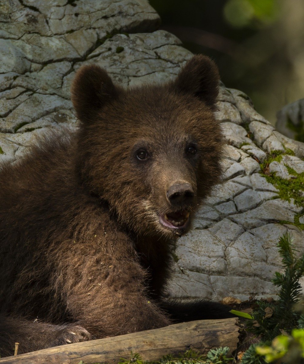 Urșii din Grădina Zoologică din Târgu Mureș, cei mai așteptați „spectatori” ai zilei, nu dau semne că primăvara ar fi pe aproape
