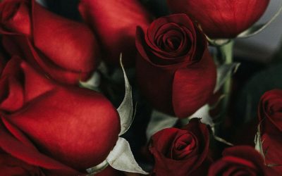 romance-DMID1-69yzu9ga6-1920x1080.jpg - StiriAlese