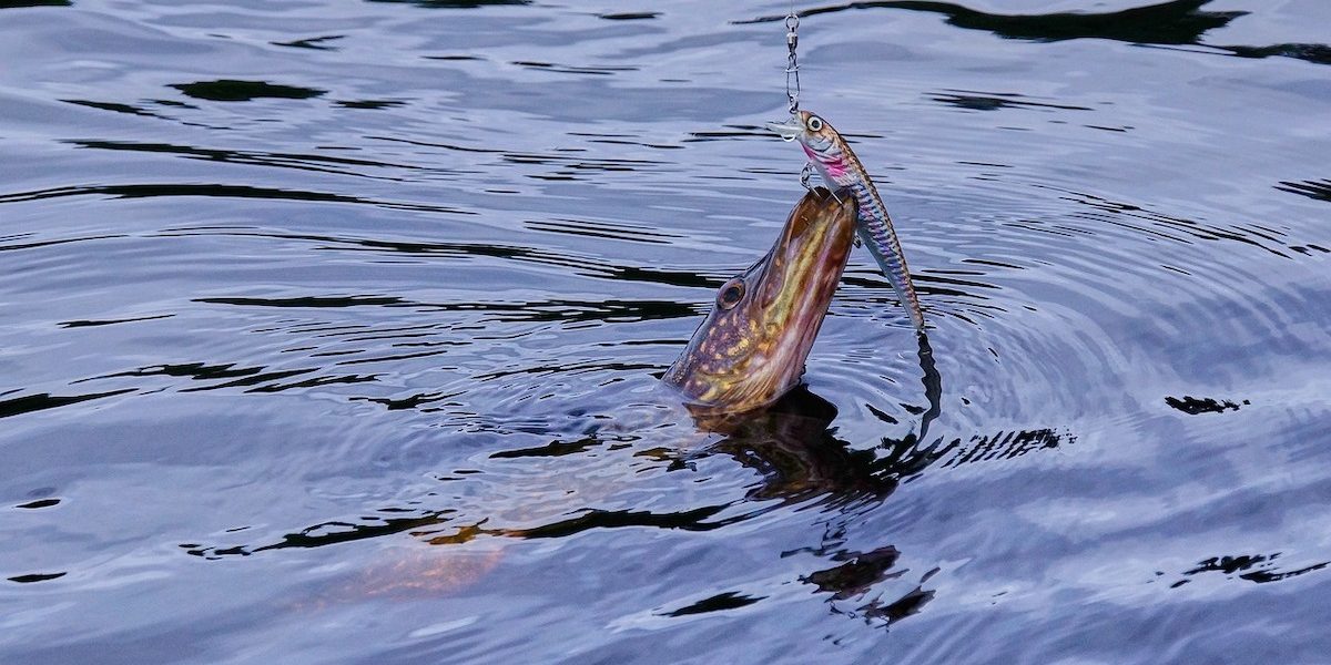 stiuca-.jpeg - StiriAlese