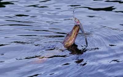 stiuca-.jpeg - StiriAlese