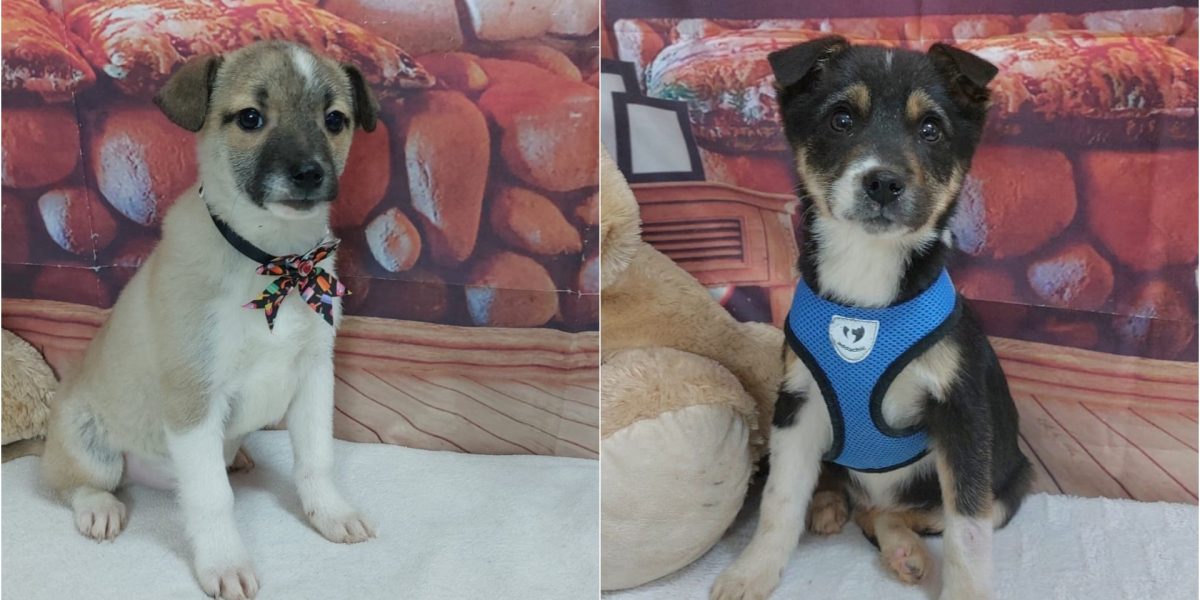 targ-adoptii-ASPA.jpg - StiriAlese