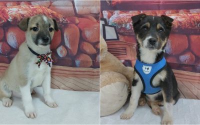 targ-adoptii-ASPA.jpg - StiriAlese