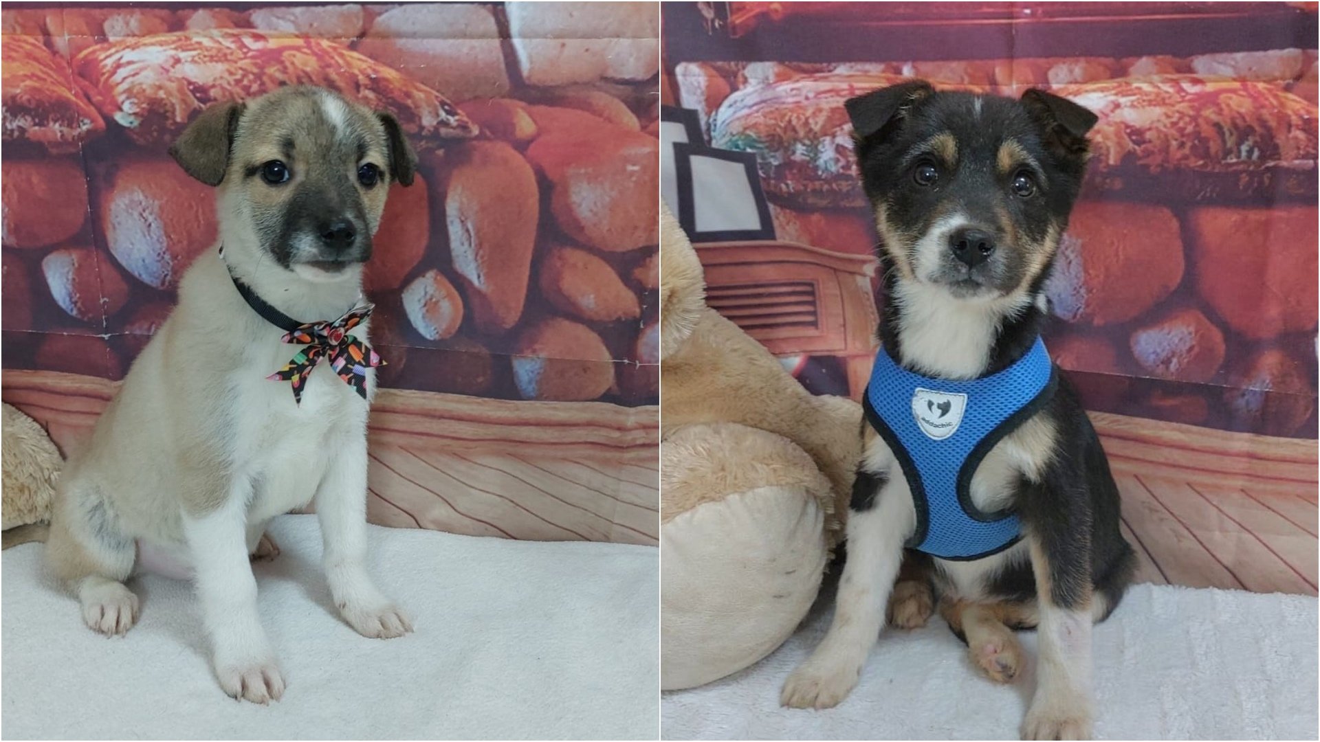 Primul târg de adopții pentru câini din 2026 va avea loc în acest weekend în București, într-o inițiativă menită să sprijine dezinstituționalizarea animalelor fără stăpân și să ofere oportunitatea iubitorilor de animale de a găsi un cămin pentru patrupezii din adăposturile publice