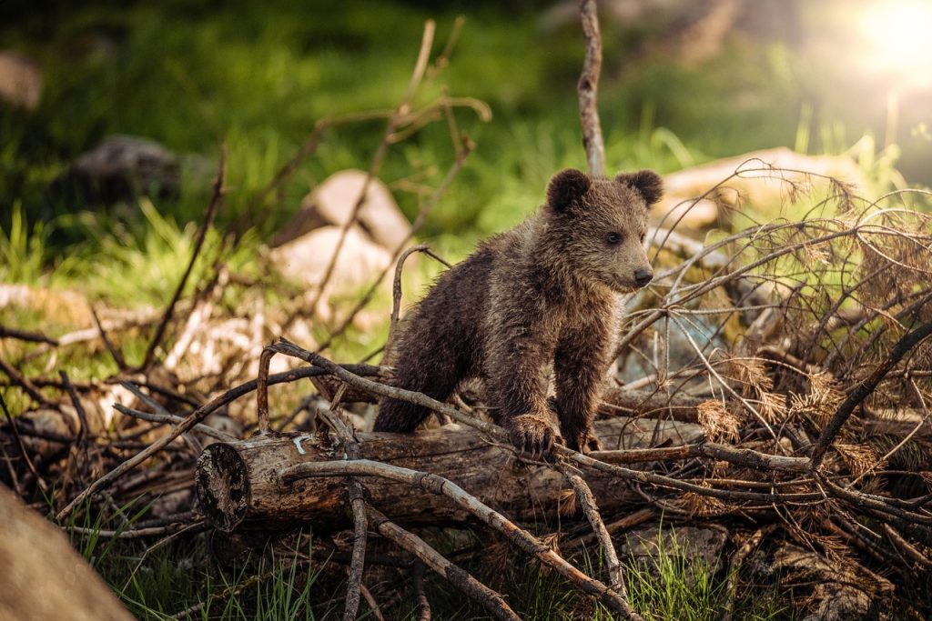 Valentine’s Day devine perfect pentru a susține urșii din protecție: adu iubirea aproape cu un cadou simbolic Luna iubirii a fost transformată într-o ocazie specială pentru iubitorii de natură și animale, odată cu inițiativa Asociației Milioane de Prieteni, care propune un mod diferit de a demonstra afecțiune