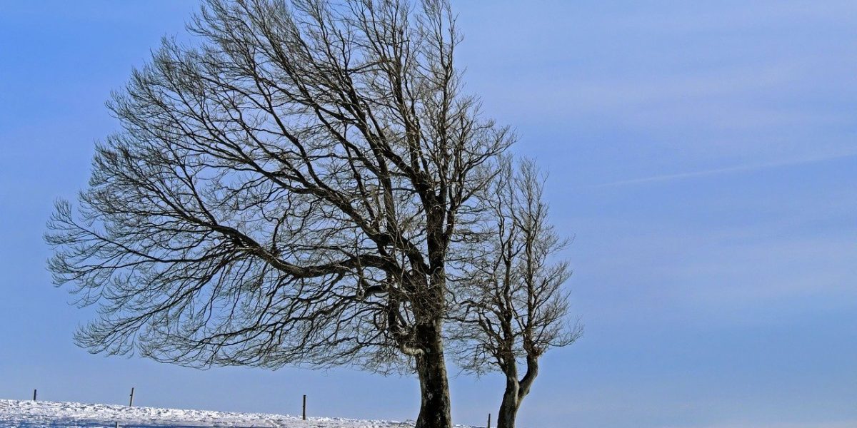 winter-landscape-g7a608bfff_1280.jpg - StiriAlese