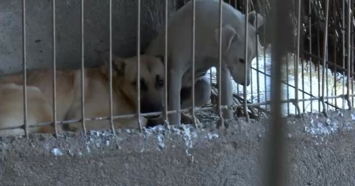 „Sub blăniţa căţeilor am găsit nenorocire”. Toţi câinii schingiuiți au fost preluați din adăpostul privat de la Suraia