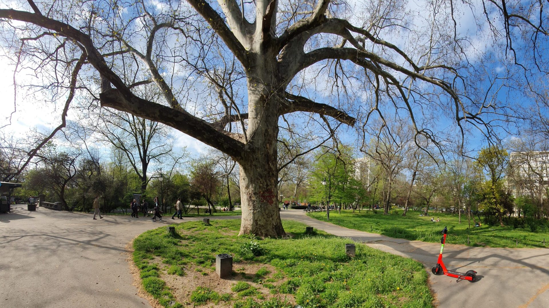 Într-un efort de a simplifica și eficientiza serviciile primăriei în gestionarea problemelor legate de copaci, Primăria Municipiului București a lansat o platformă online dedicată solicitărilor pentru toaletarea și defrișarea arborilor