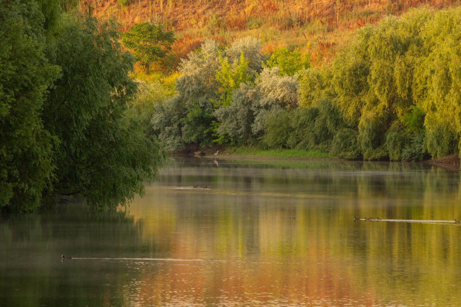 Atelier de explorare foto în spațiul natural al Bucureștiului, între Dâmbovița și Lacul Morii Bucureștiul nu este doar capitala vibrantă a României, ci și un mozaic de zone naturale predominant încă neexplorate de mulți locuitori