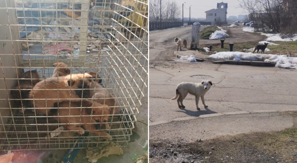 Autoritatea pentru Supravegherea și Protecția Animalelor (ASPA) București anunță că, de la începutul lunii martie, echipele sale au preluat în total 61 de câini din toate cele șase sectoare ale Capitalei